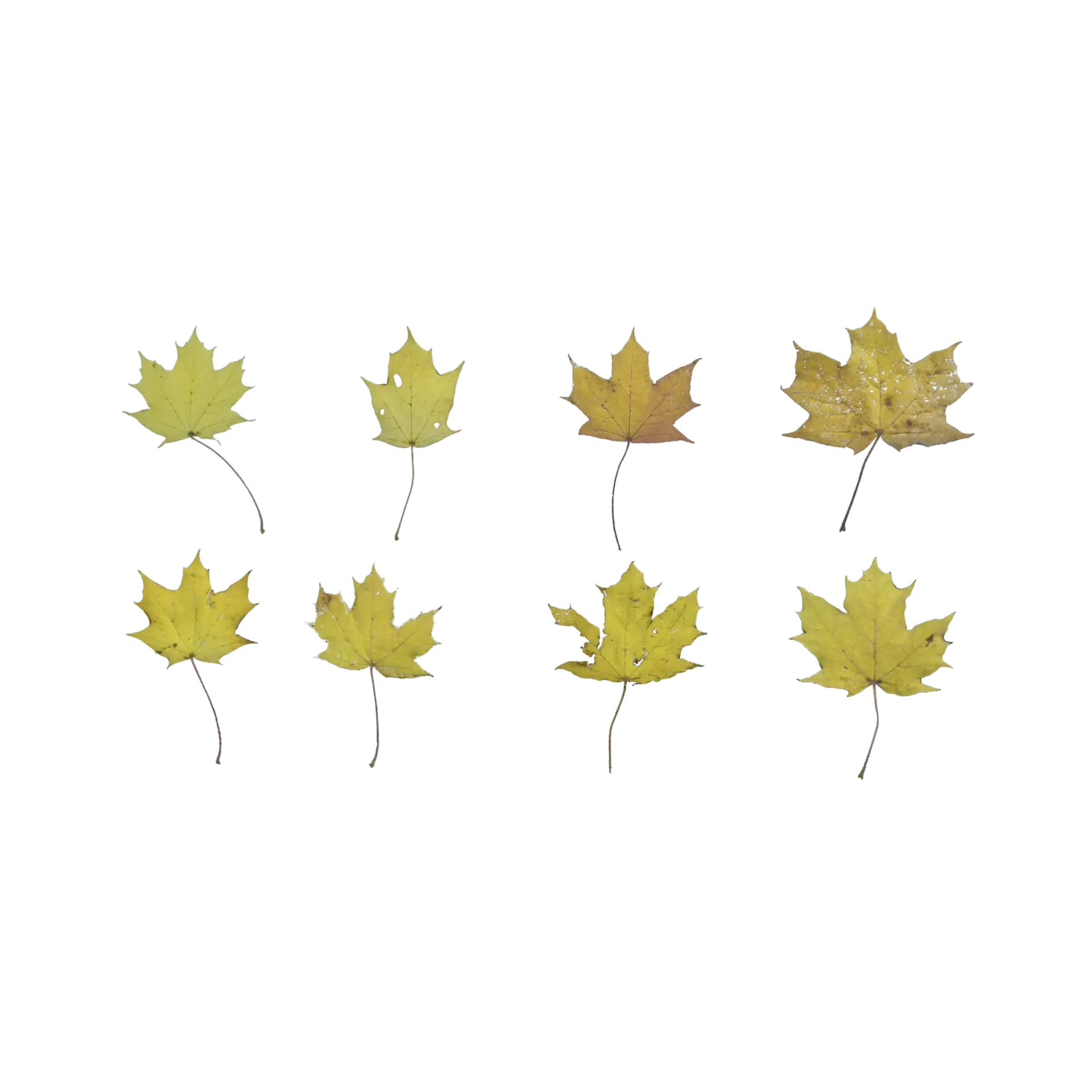 Leaf Set 021