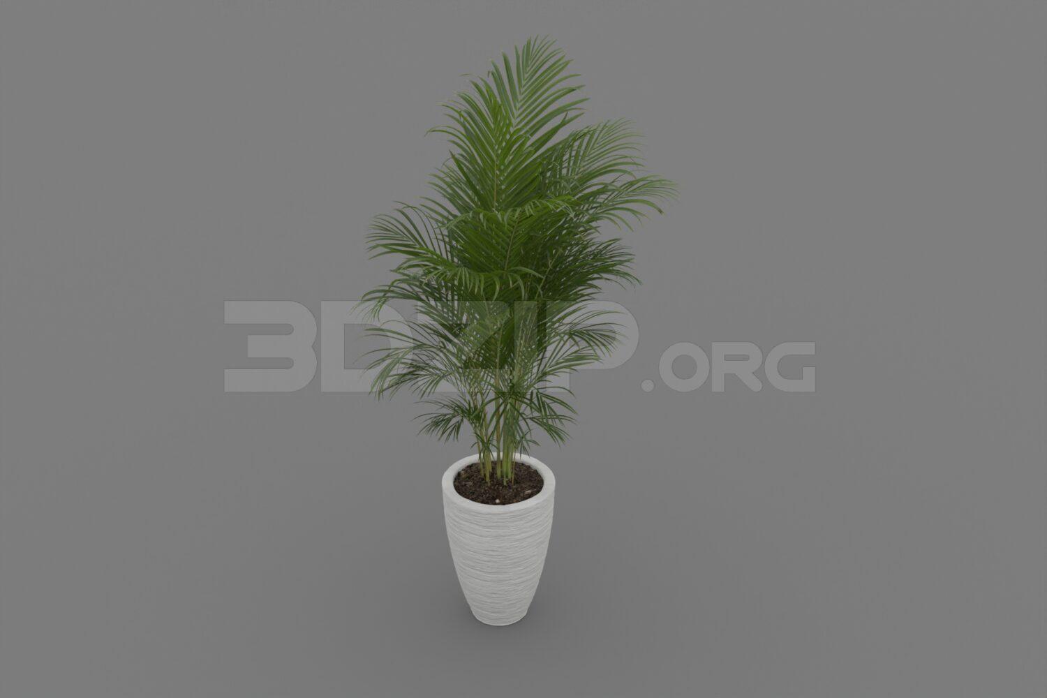 Plant