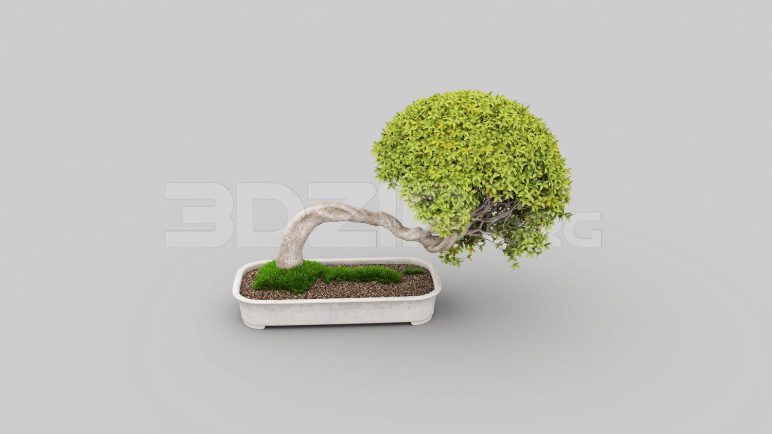 BonSai Tree