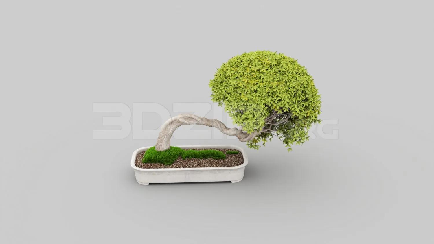 BonSai Tree