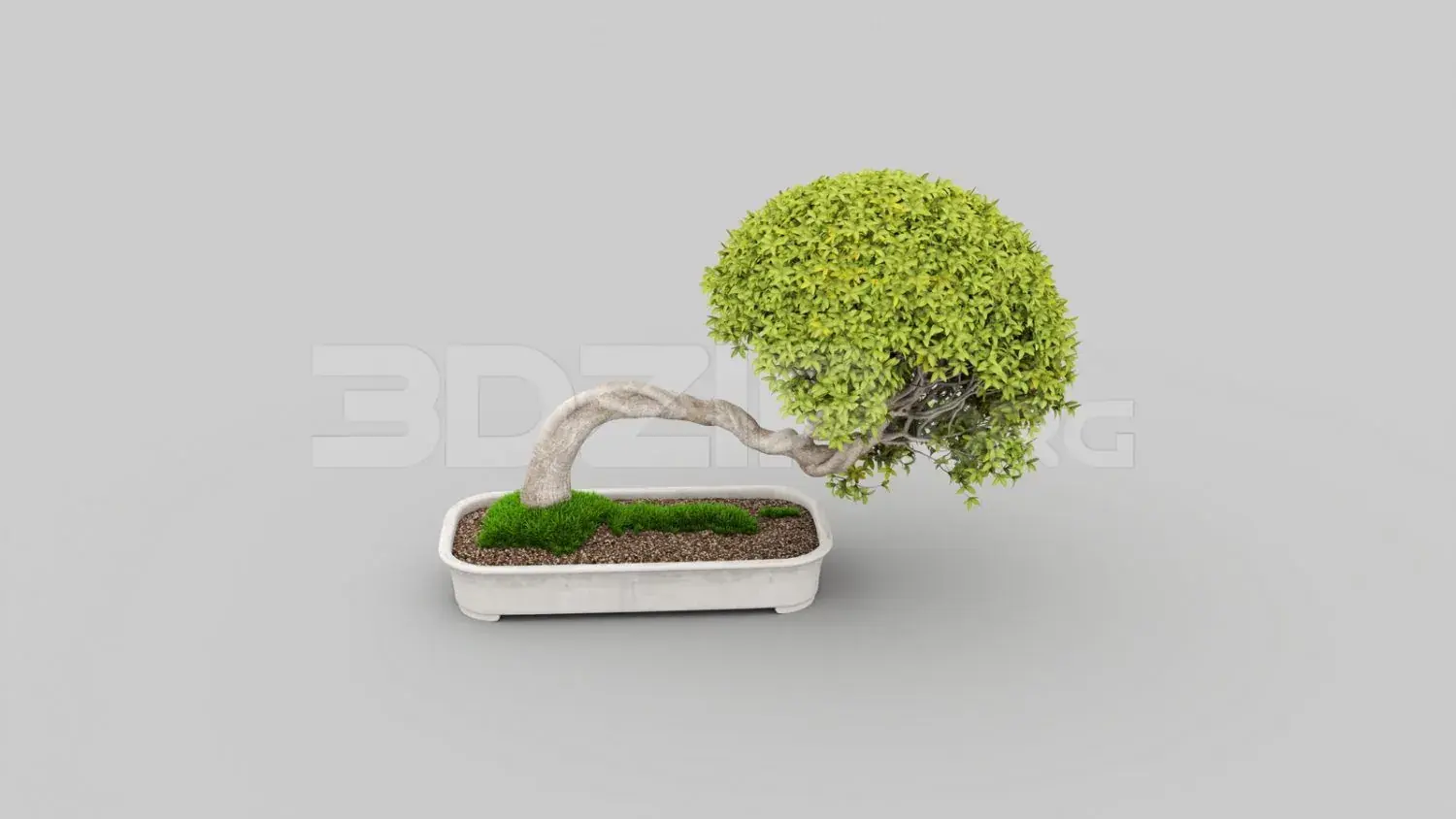 BonSai Tree