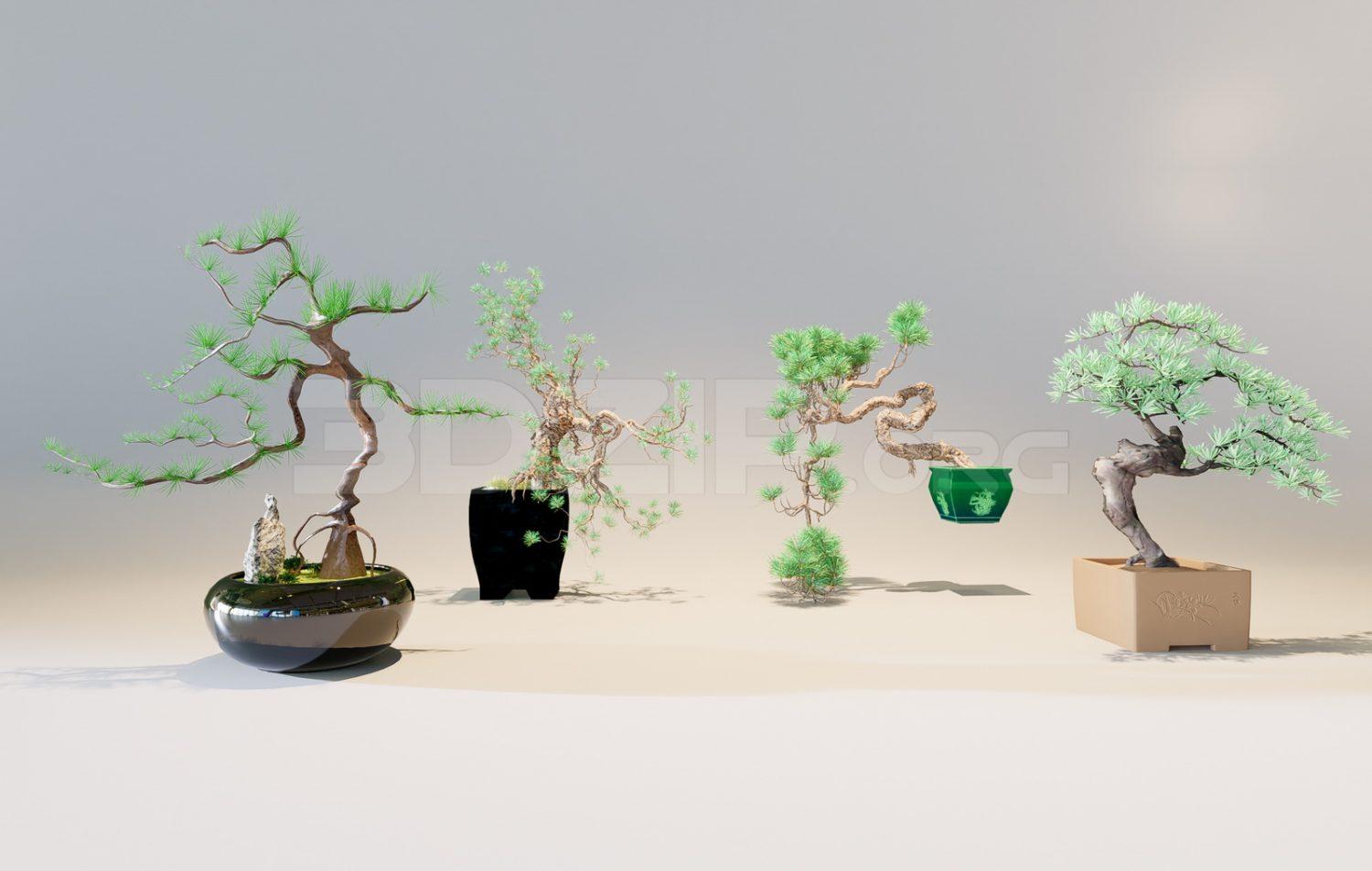 Bonsai trees
