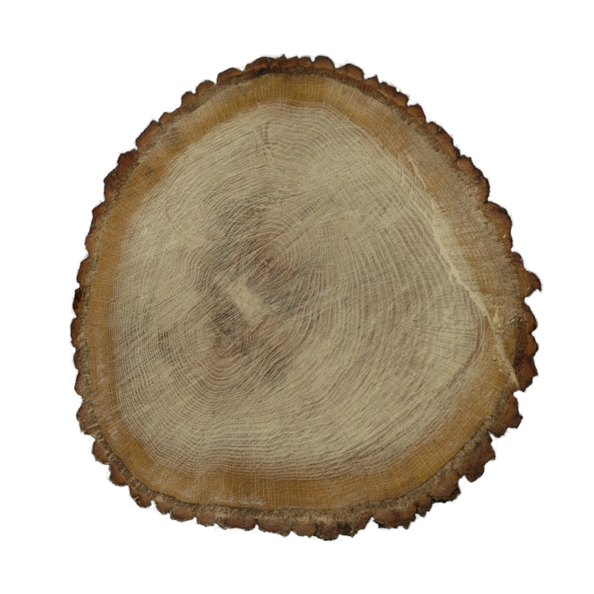 Tree End 002