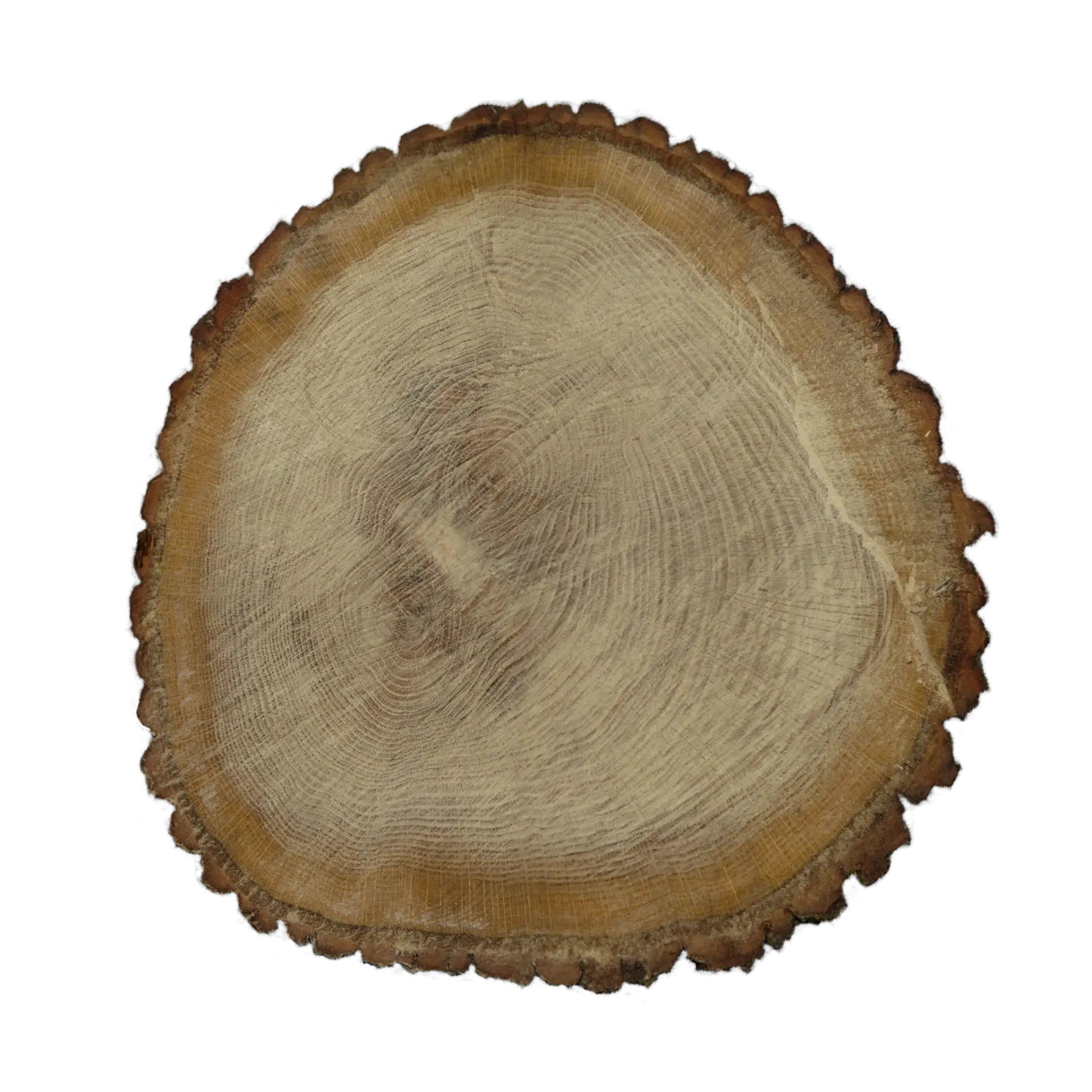Tree End 002