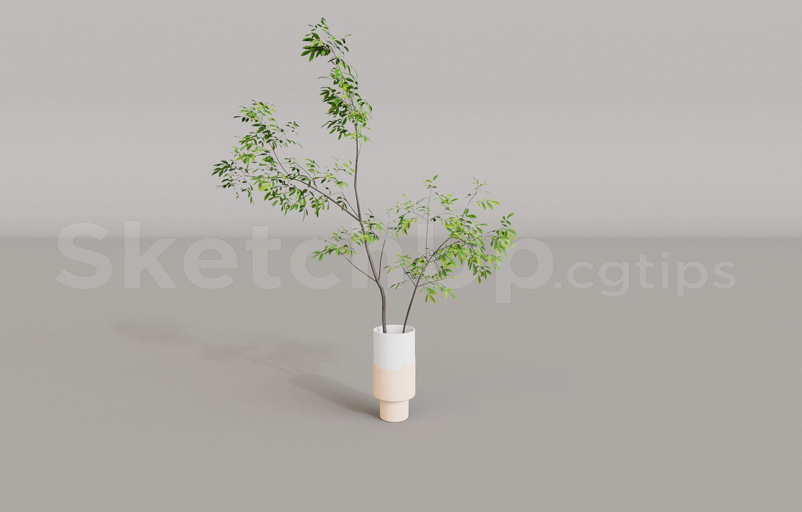 Plant