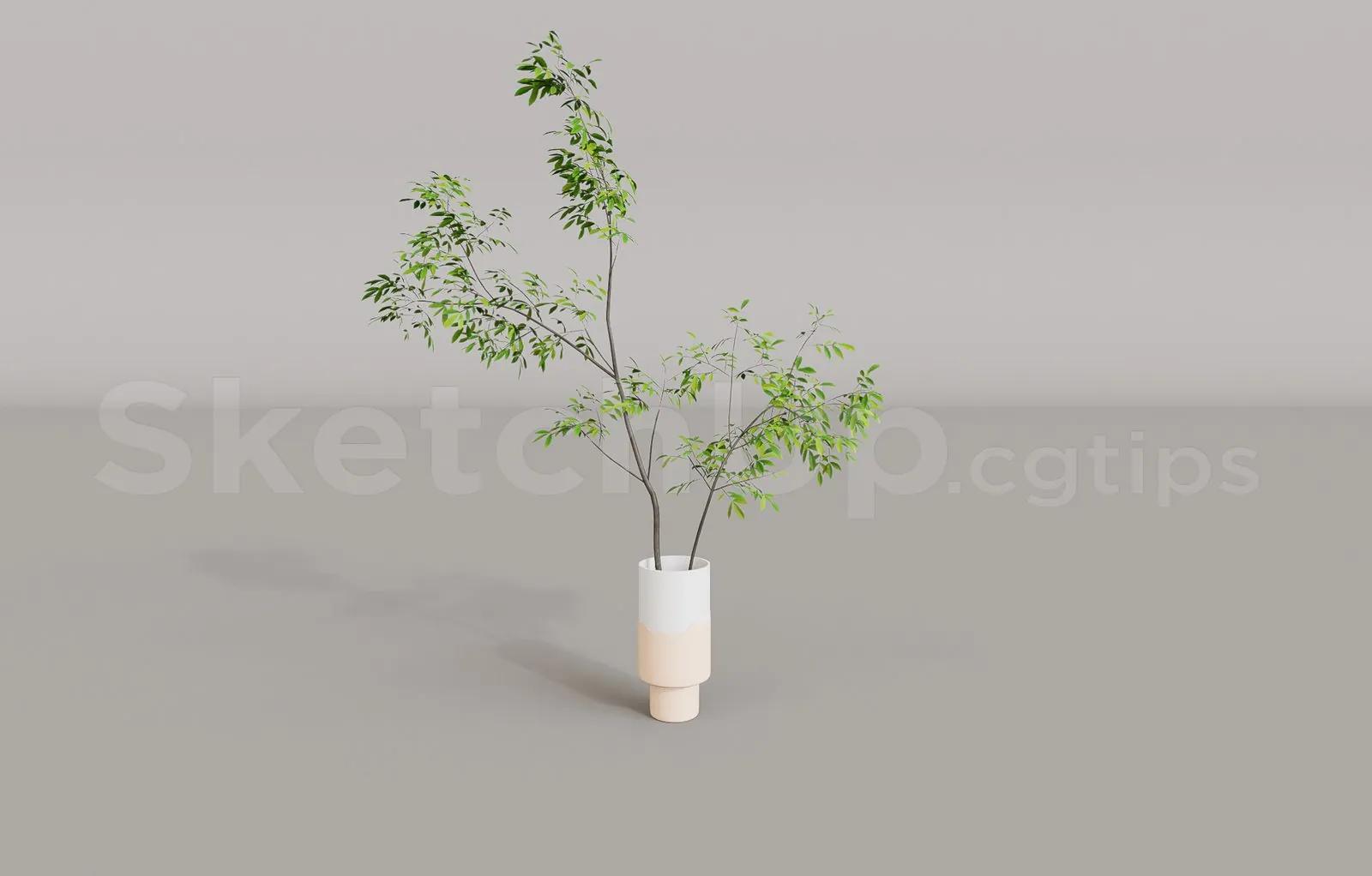 Plant