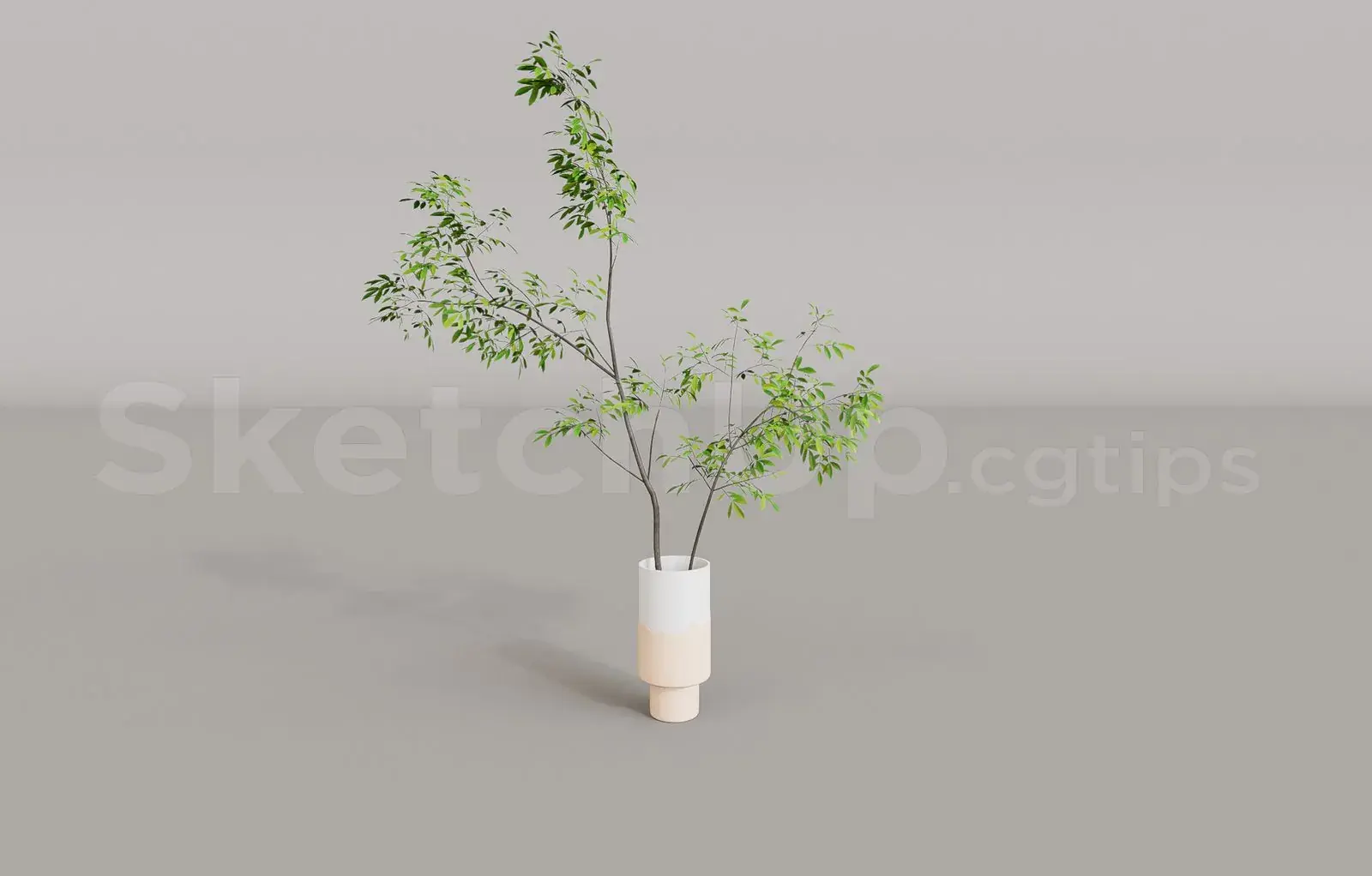 Plant