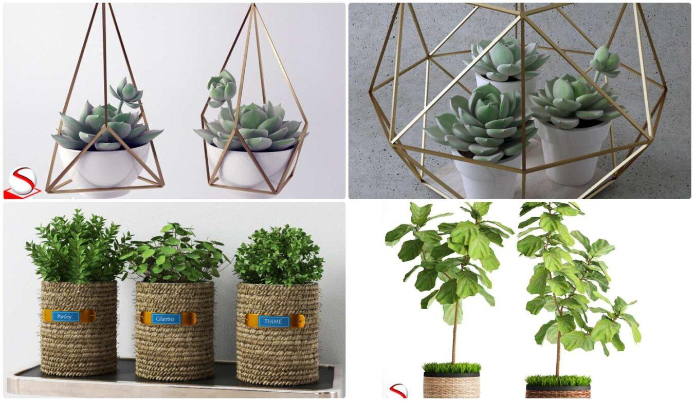Plant