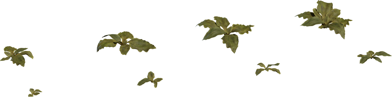 Crystalline Iceplant