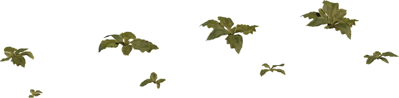 Crystalline Iceplant — preview 1, by James Ray Cock, Jenelle van Heerden (Poly Haven, CC0)