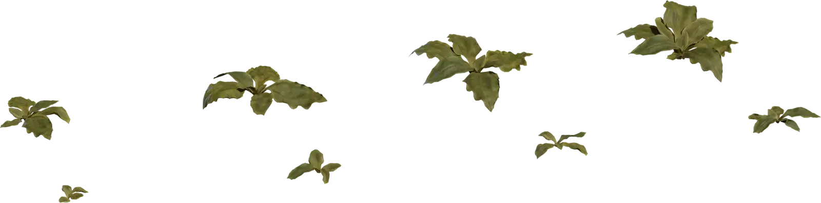 Crystalline Iceplant