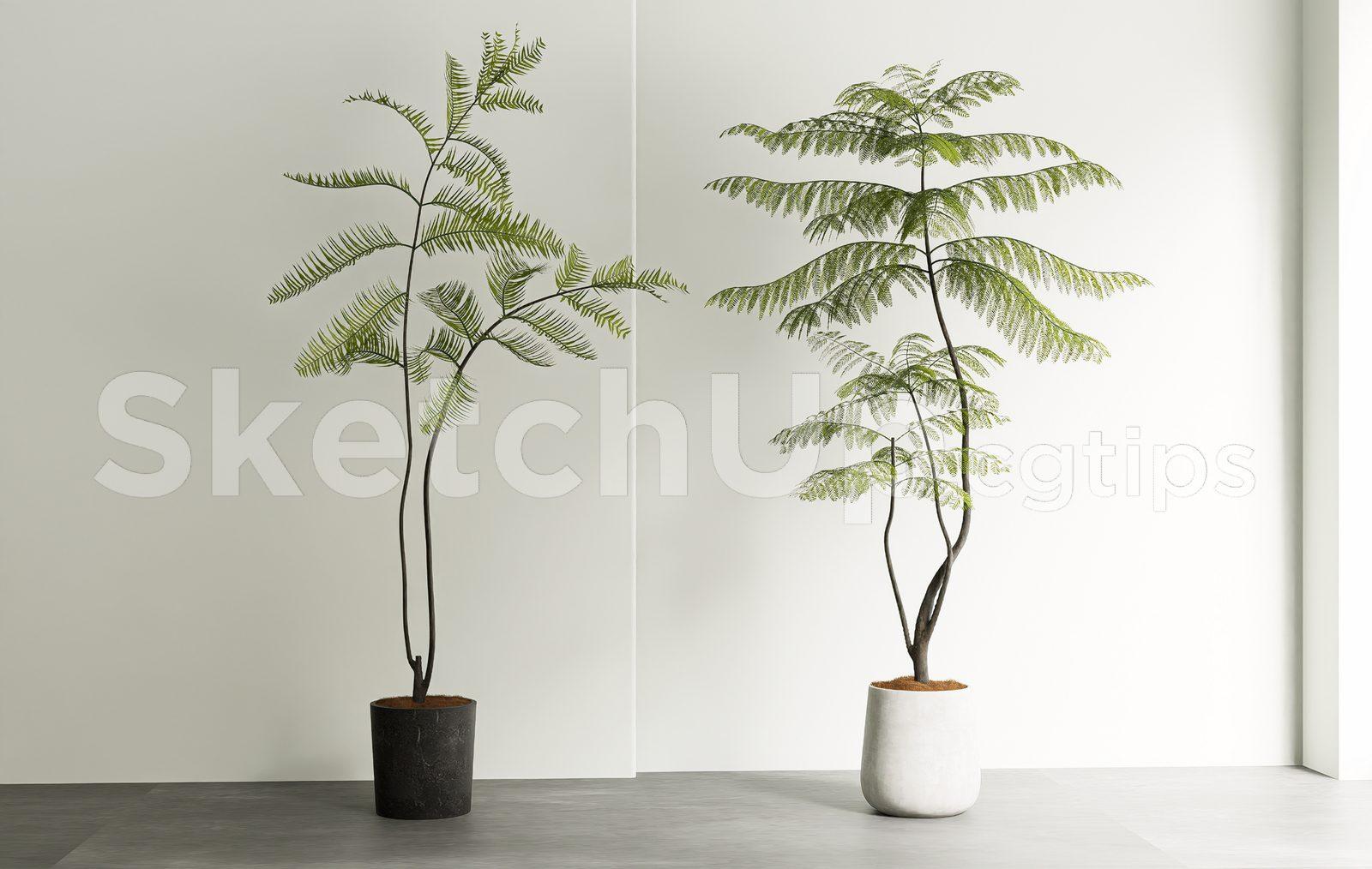 Plant