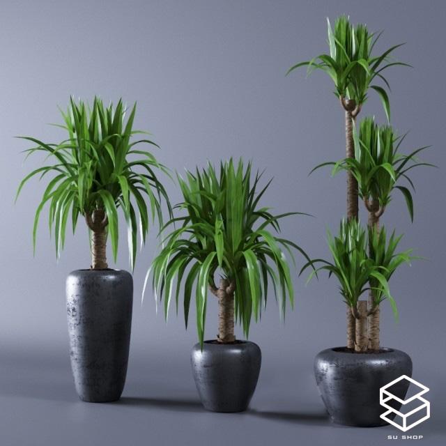 Plant