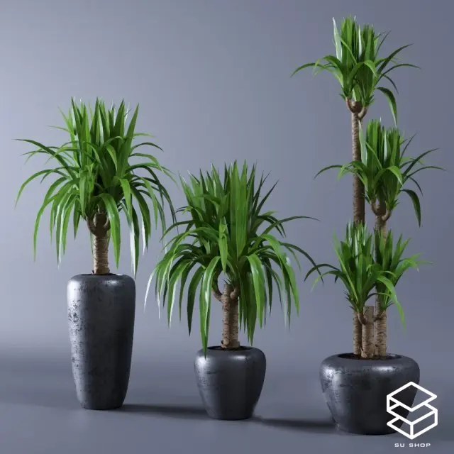Plant