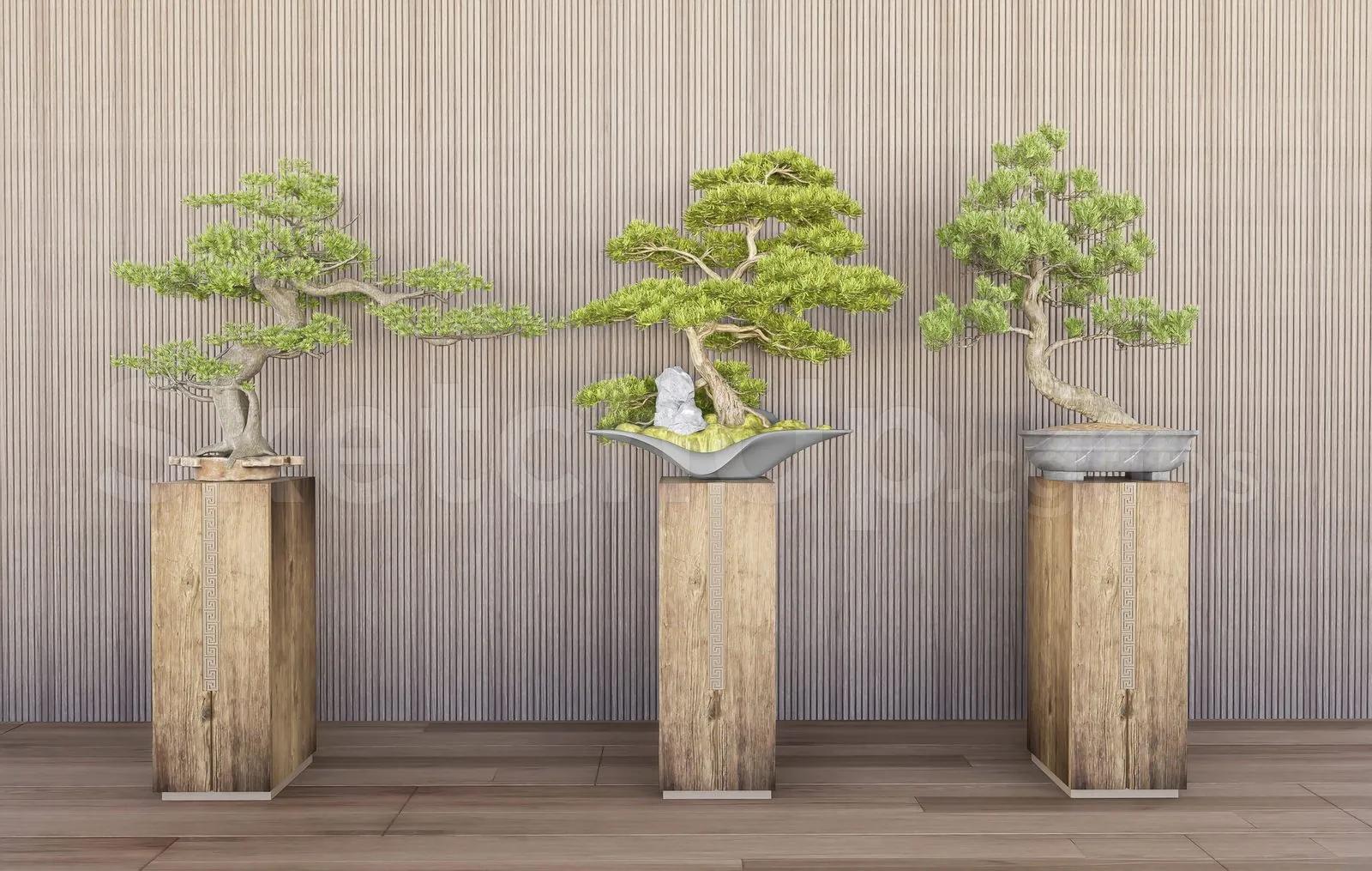 BonSai Tree