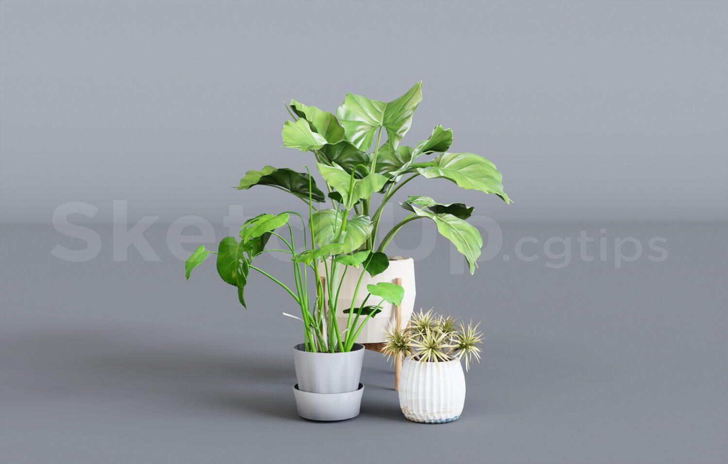 Plant