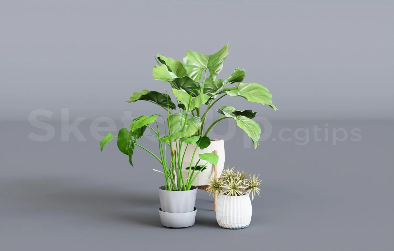 Plant