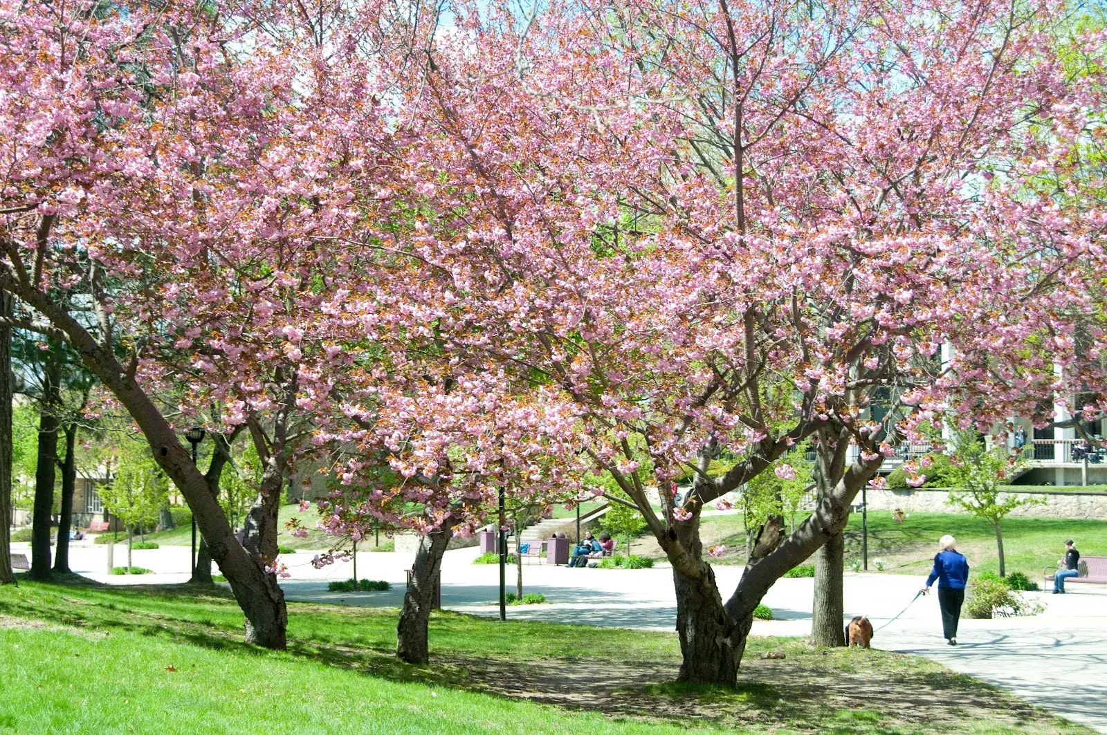 Rhode Island College