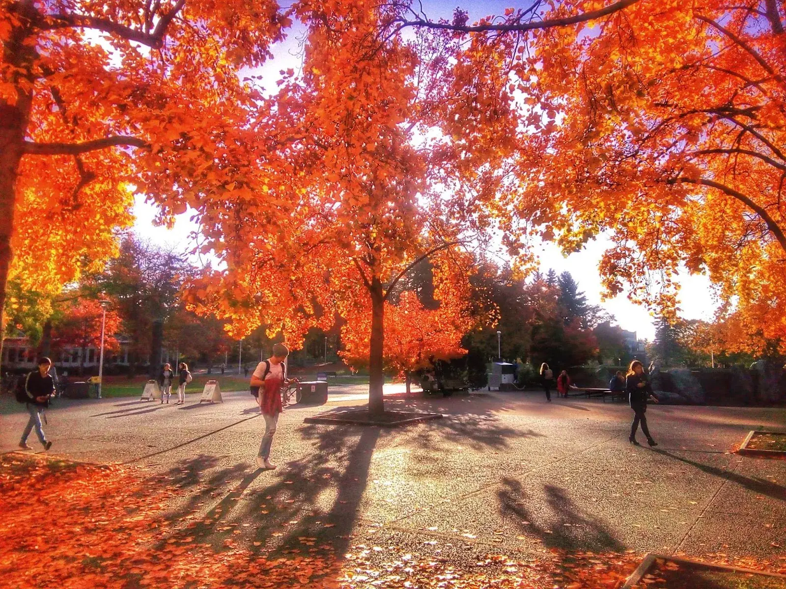 University of Victoria