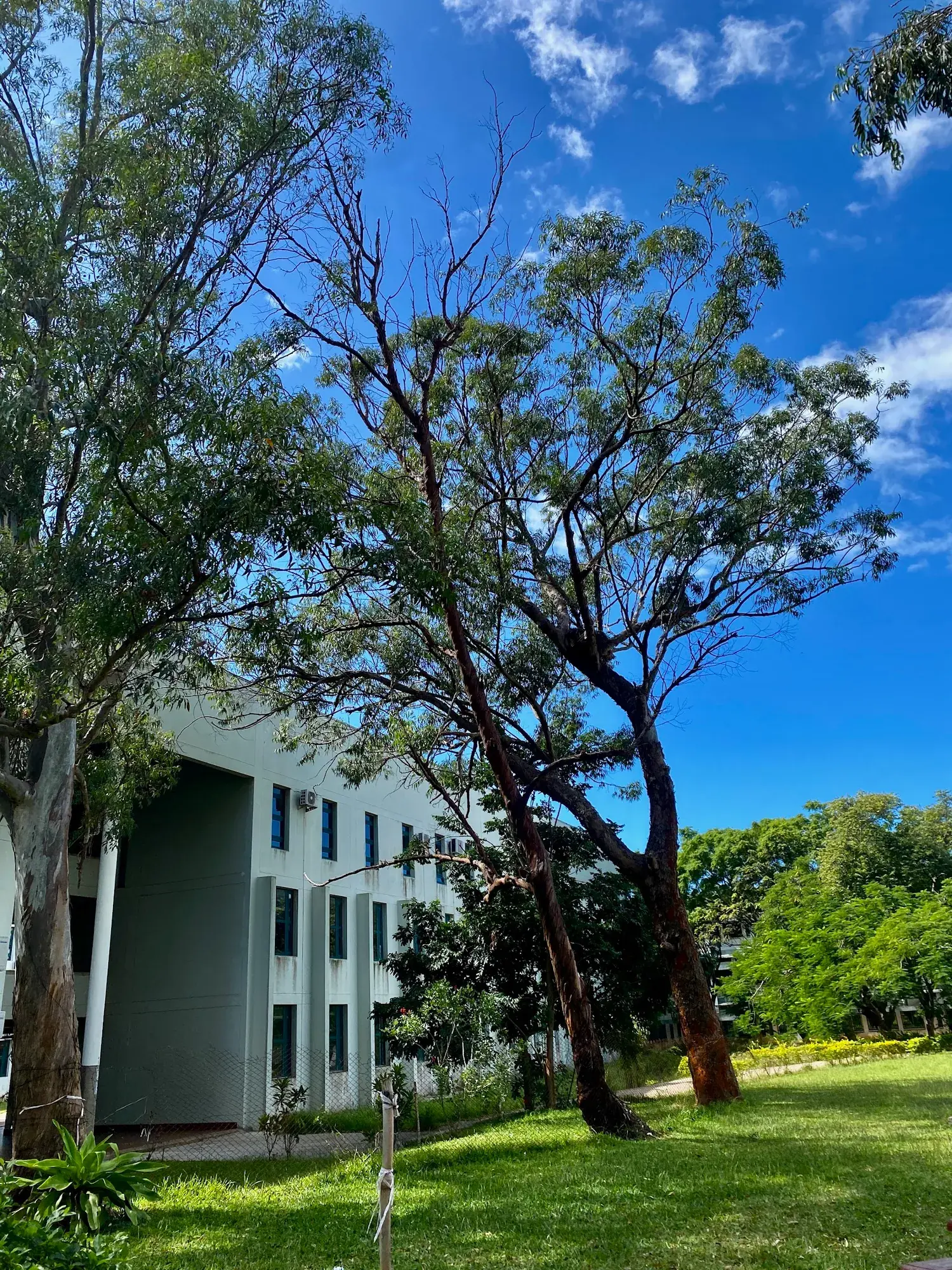 Universidade Eduardo Mondlane