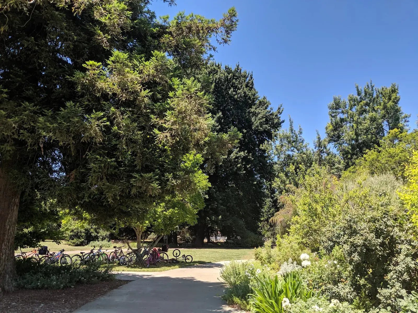 University of California, Davis